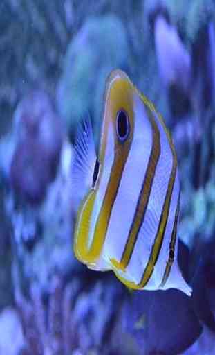 Real Aquarium Fish Images 2
