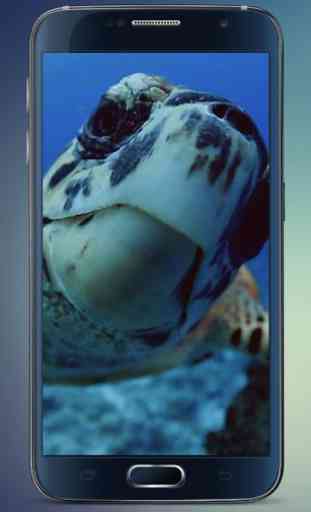 Sea Turtle Live Wallpaper 1