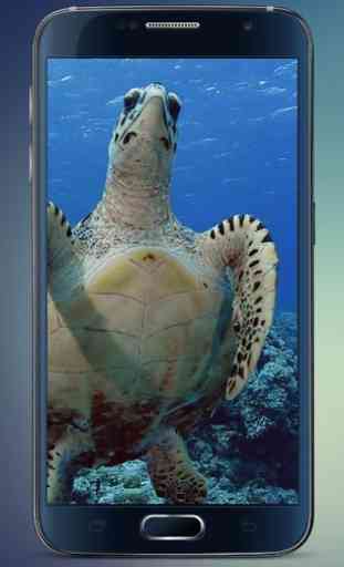 Sea Turtle Live Wallpaper 2