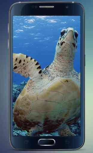 Sea Turtle Live Wallpaper 3