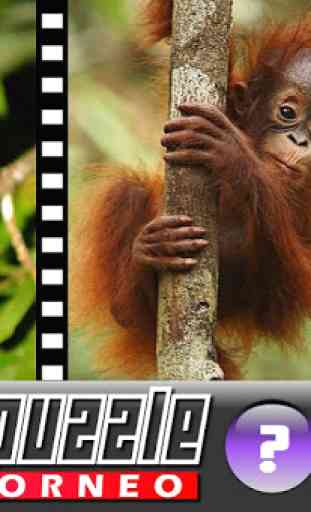 Slide Puzzle Borneo Animals 2