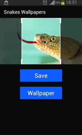 Snakes Wallpapers 3