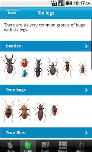 Bugs Count 3
