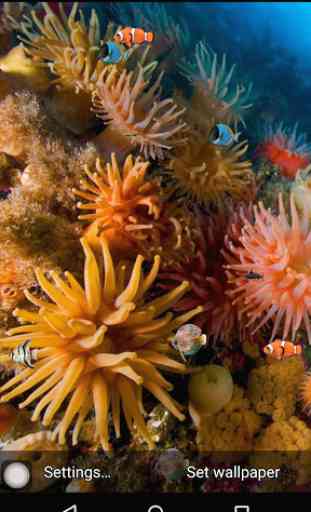 Coral reef free live wallpaper 1