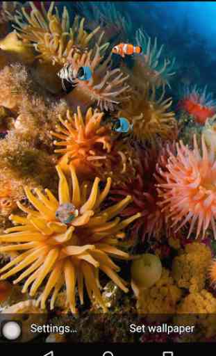Coral reef free live wallpaper 2