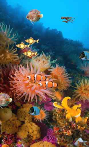 Coral reef free live wallpaper 3
