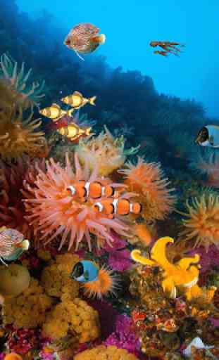 Coral reef free live wallpaper 4