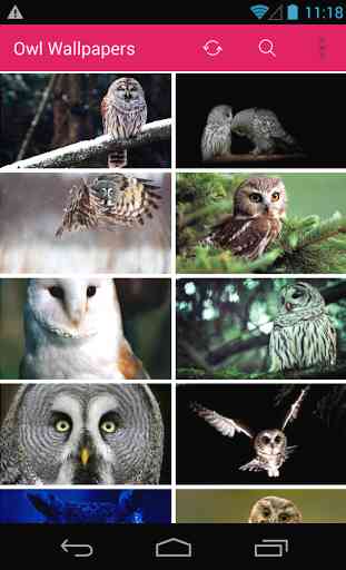 Cute Owl Wallpapers 1
