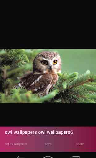 Cute Owl Wallpapers 4