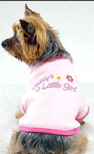 Cute Pet Clothing Ideas 3
