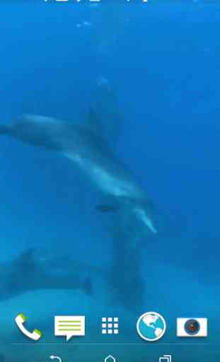 Dolphins 3D Video Wallpaper 1