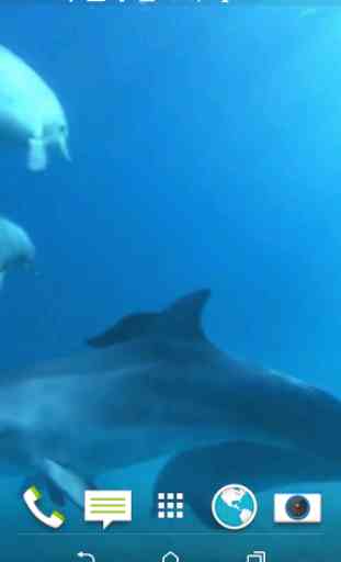 Dolphins 3D Video Wallpaper 2
