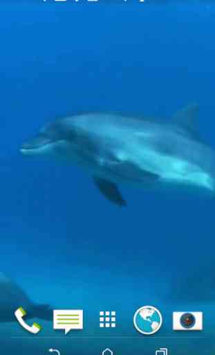 Dolphins 3D Video Wallpaper 3