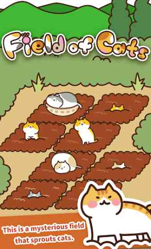 Field of Cats 1