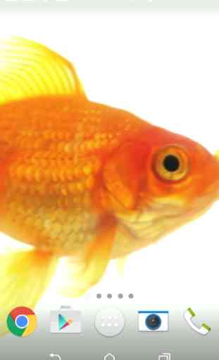 Goldfish Live Wallpaper 3