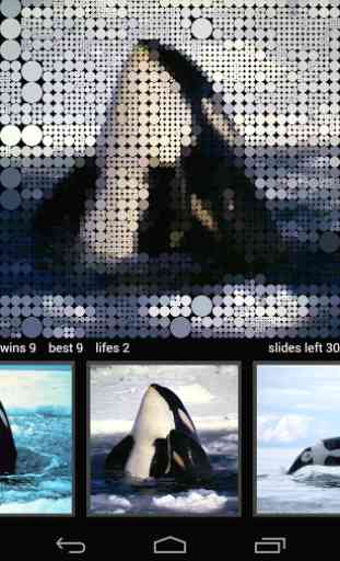 Guess Killer Whale Pictures HD 1