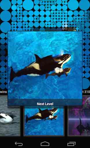 Guess Killer Whale Pictures HD 2