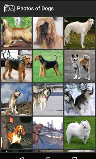 Photos of Dogs 1