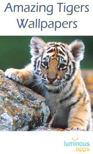 Amazing Tigers Wallpapers 1