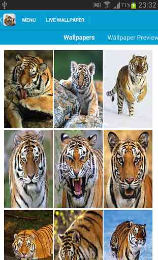 Amazing Tigers Wallpapers 2