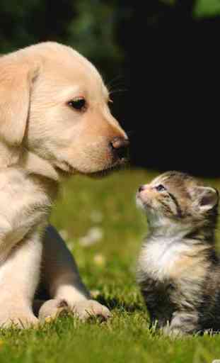 cat and dog wallpapers 1