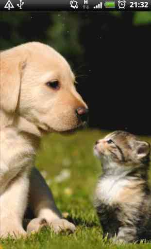 cat and dog wallpapers 4