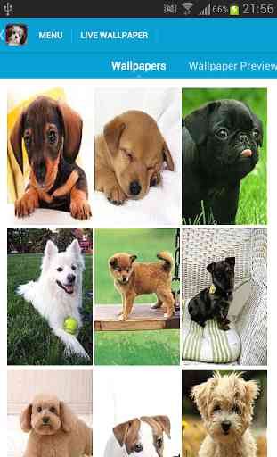 Cute Puppies Wallpapers 2