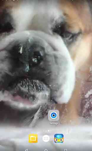 Dog Lick Screen Live Wallpaper 1