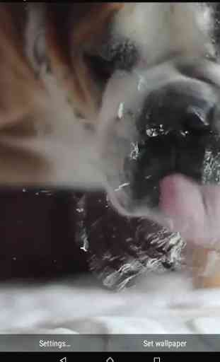 Dog Lick Screen Live Wallpaper 3