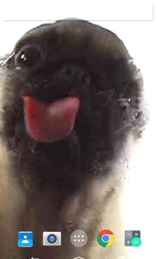 Dog Licks Screen Live Wall 1