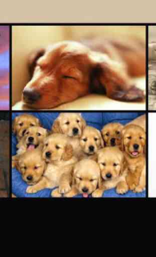 Dogs and Cats Wallpapers 1