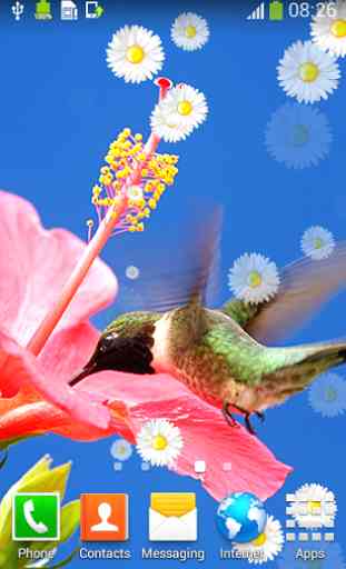 Hummingbirds Live Wallpapers 2