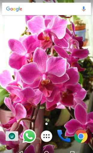 Orchid Flowers HD Wallpapers 2
