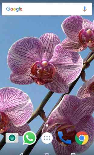 Orchid Flowers HD Wallpapers 4