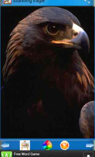 Stunning Eagles 4