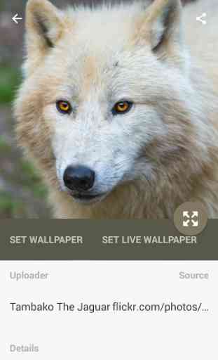 Wolf Live Wallpapers 2