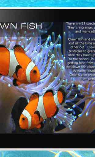 Ocean - The encyclopedia of the sea animals for kids and parents. Children's book and coloring games. Free version. 3