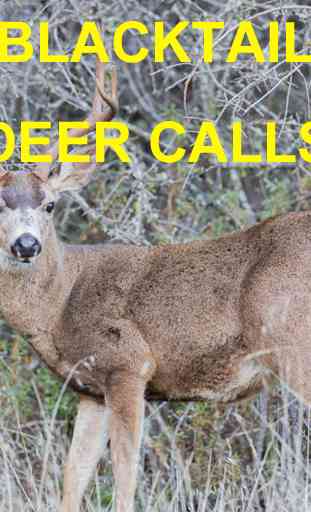 Blacktail Deer Calls Sounds 1