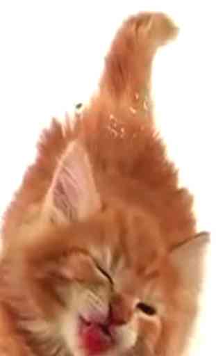 Cat Lick Screen Live wallpaper 1