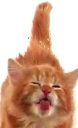 Cat Lick Screen Live wallpaper 4