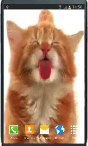 Cat Licking Screen 2