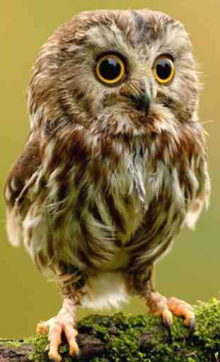 cute owl live wallpaper 1