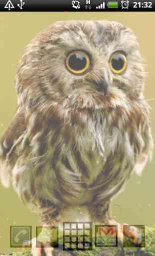 cute owl live wallpaper 4