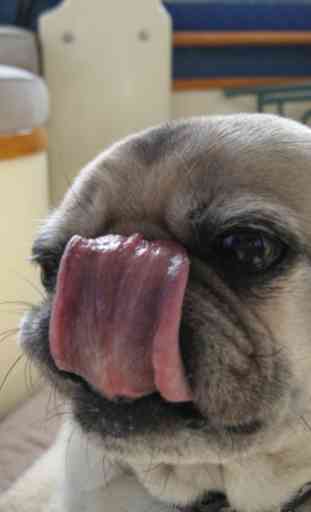 Dog lick Live Wallpaper 1