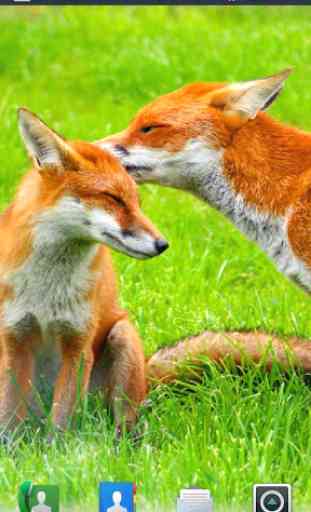 Foxes Live Wallpaper 4