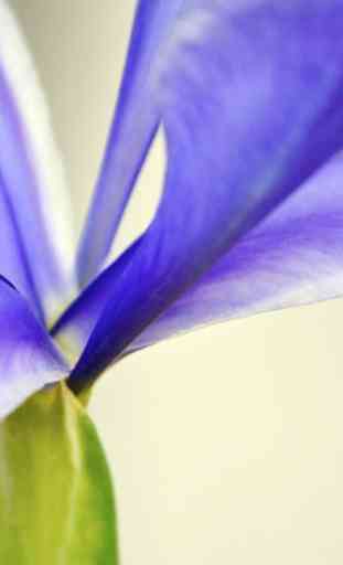 Iris Flower Wallpapers HD 1