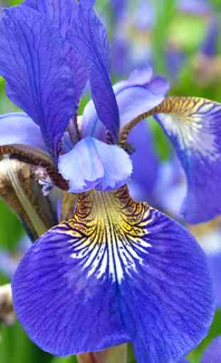 Iris Flower Wallpapers HD 2