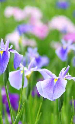 Iris Flower Wallpapers HD 3