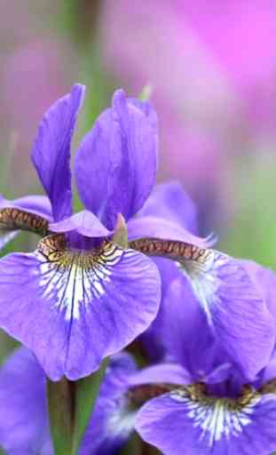 Iris Flower Wallpapers HD 4