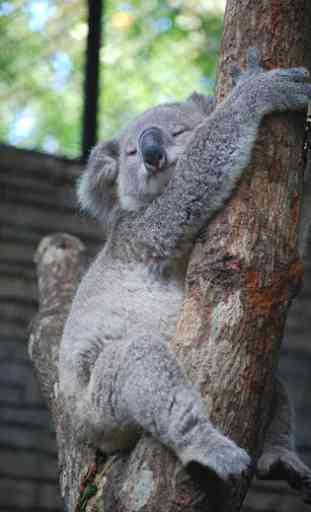 Koala Bear 1